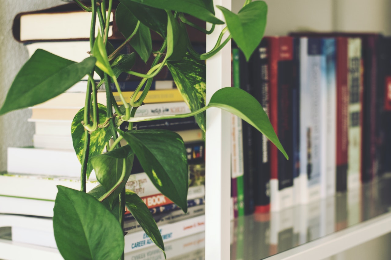 Many books on a bookshelf with part of a plant hanging down