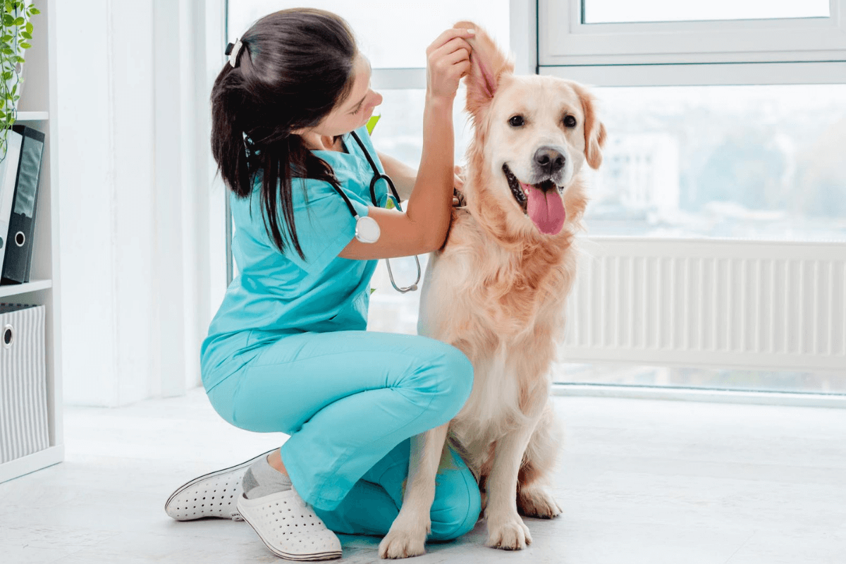 How To Find Cheap Vets Near Me Parent Portfolio