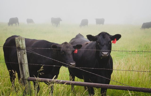 How to Keep Cows off your Property | Homeowner’s Guide to Animal Control!