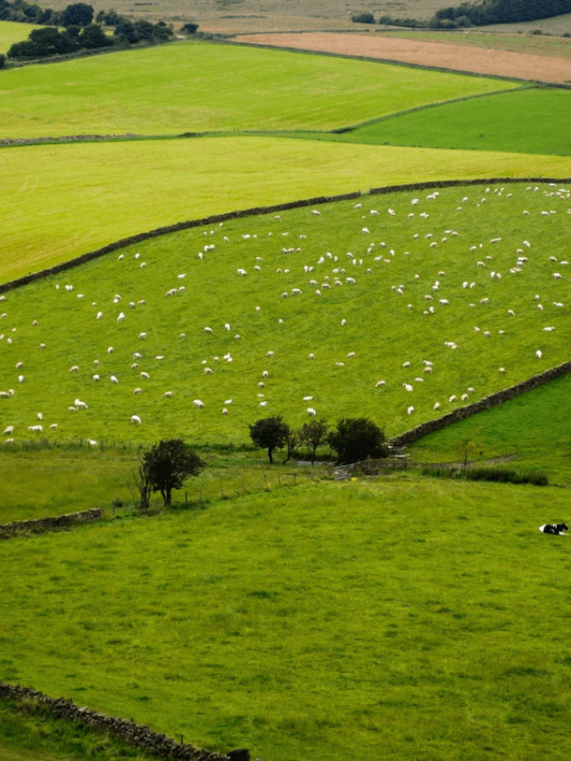 Growing Your Wealth Is Farmland a Smart Investment? • Parent Portfolio