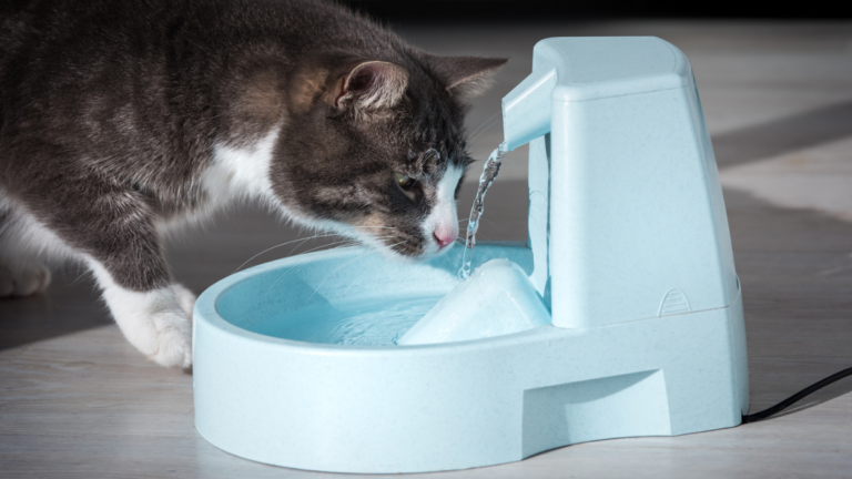 How To Choose a Cat Water Fountain for Your Picky Cats