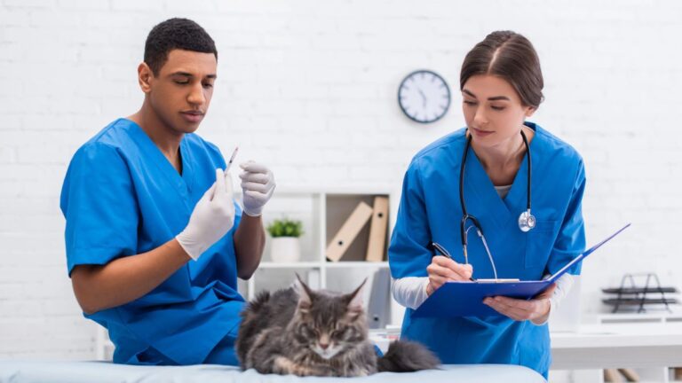 How to Locate Top Affordable Veterinarians Near You